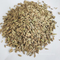 High Quality Nature Cumin Seeds Wholesale